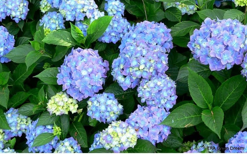 Hydrangea Forever & Ever Blue | ERA Green Dream