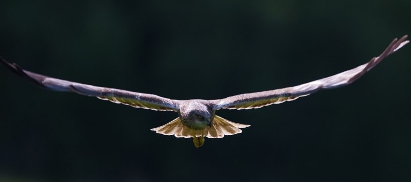 Western Marsh Harrier