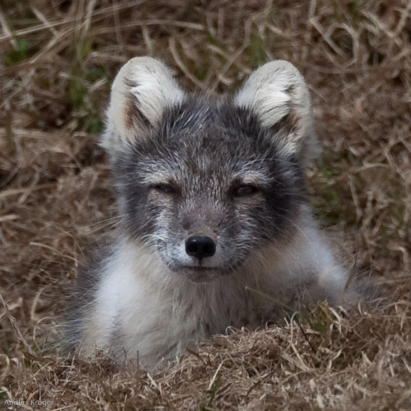 Arctic fox