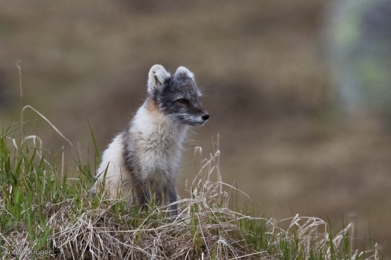 Arctic fox