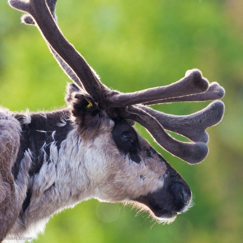 Rein deer
