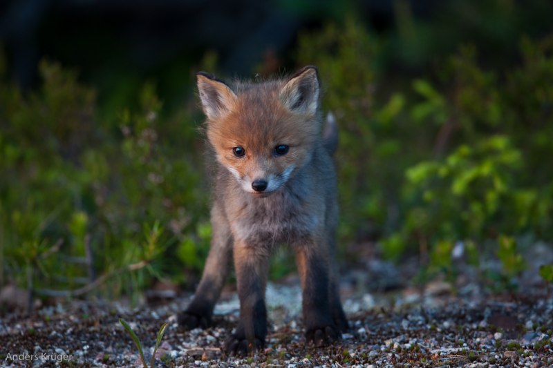 Fox