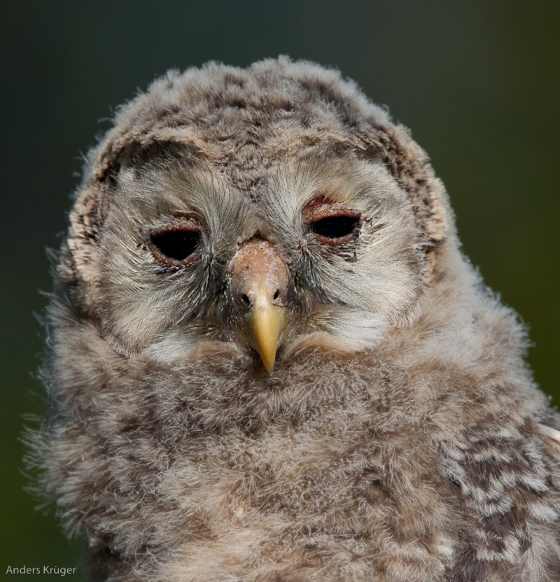 Strix uralensis