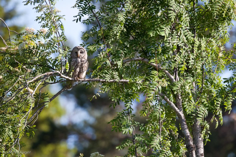 Strix uralensis