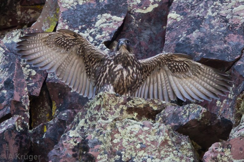 Gyr falcon (Jaktfalk)
