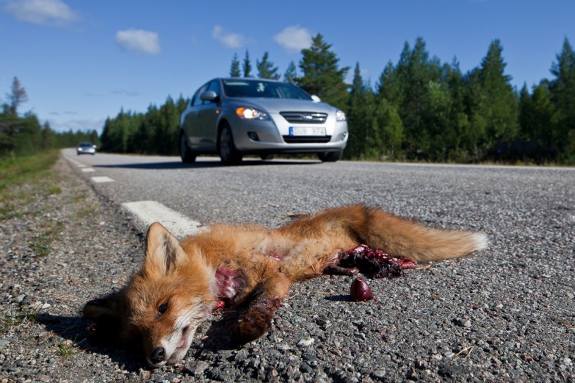 Road kill