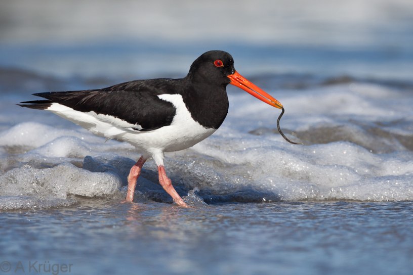 Oystercatcher with a worm