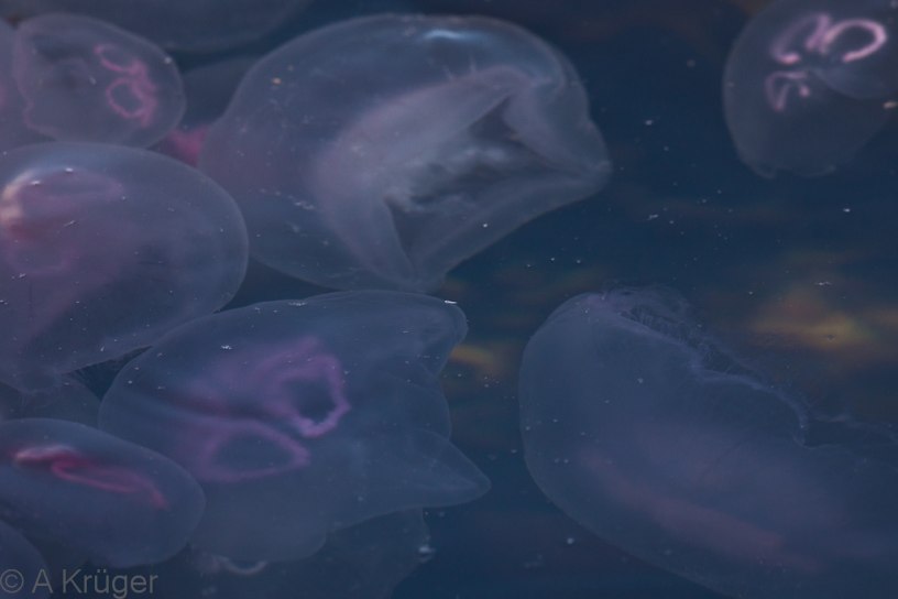 A congreation of a jellyfish in a tidal pool