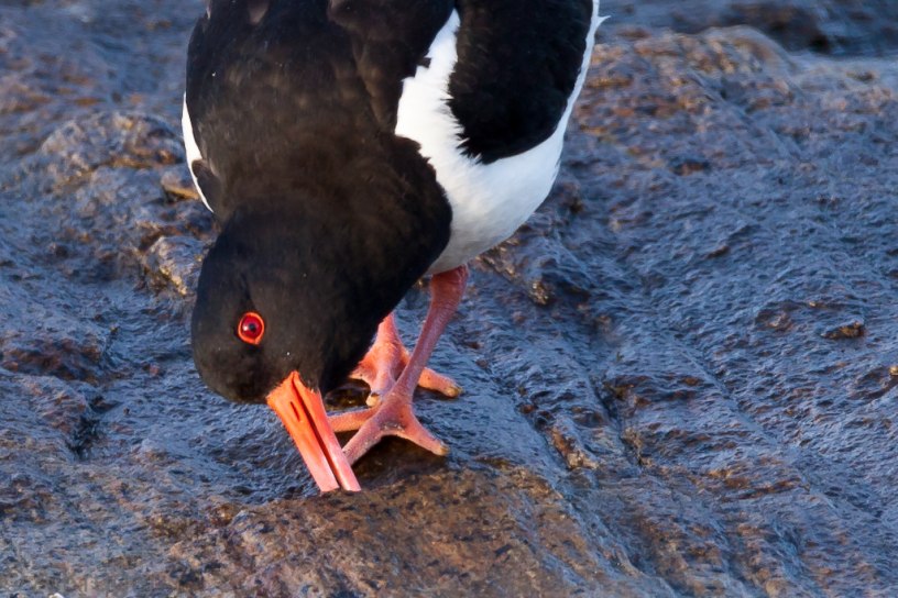 Oyster catcher investigating a stone crack for food