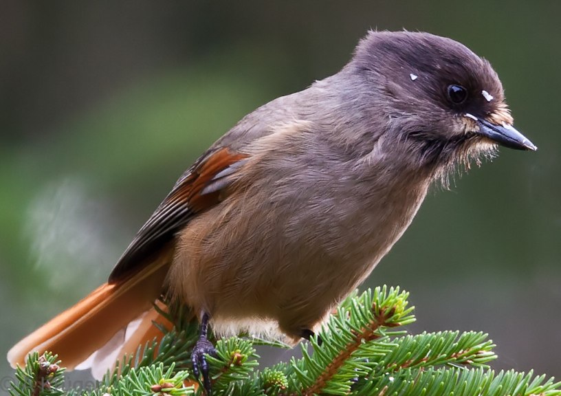 Siberian Jay