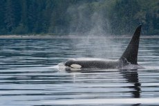 Vancouver Isl., Resident Orca 