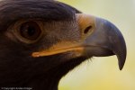 Birds of Prey-0083
