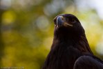 Birds of Prey-0086
