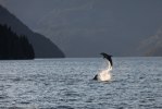Broughton archipelago-9159