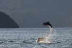 Broughton archipelago-9160