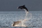 Broughton archipelago-9160-2