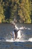 Broughton archipelago-9217
