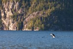 Dolphine Broughton Archipelago-9110