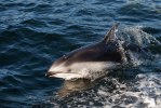 Dolphine Broughton Archipelago-9122