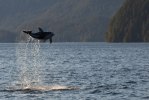 Dolphine Broughton Archipelago-9170