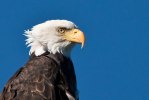 Eagle-3220-2
