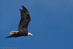 Eagle_Glendale_Björn-9445