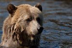 Glendale_Björn-9594