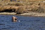 Glendale_Björn-9657