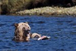 Glendale_Björn-9702
