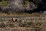 Glendale_Björn-9816