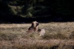Glendale_Björn-9821