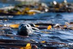 Harbour seal-3126