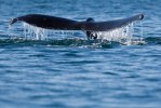 Humpback whale tail-3330