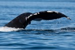 Humpback whale tail-3335