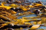 Kelp-8875