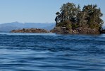 Sea lion island-8880