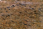 Spawning salmon Thompson S-9282