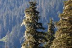 Trees Thompson S-9269