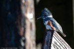 Vancouver Island-3124
