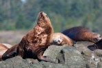 Vancouver Island-3180