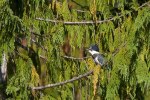 Kingfisher-3419