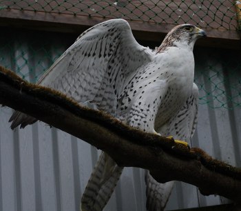 Hybridfalk