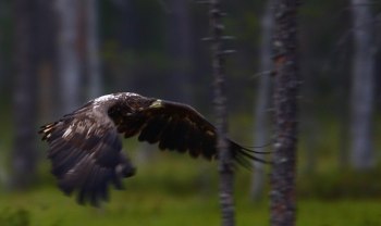 Havsörn mellan träden i vildmarken