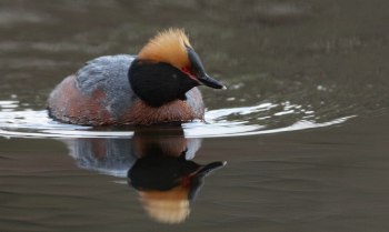 Svarthakedopping i en sjö på Billingen