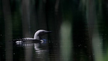 Storlom Töresjö Fagered