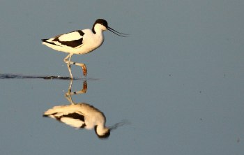 Skärfläcka  Båtafjorden Bua