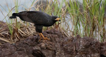 Mangrove Black-Hawk