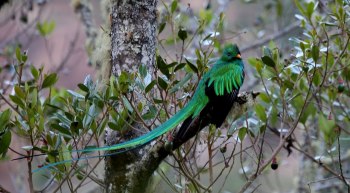 Resplendent Quetzal