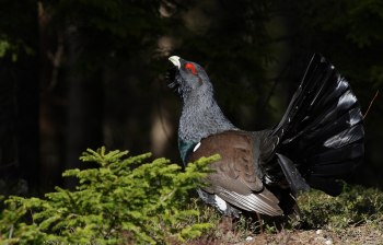 Tjäder  Billingen Skövde kommun
