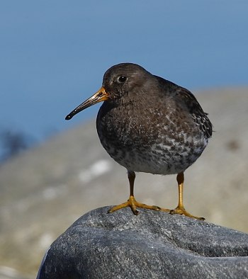 Skärsnäppa Nidingen